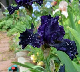more iris in my garden next week i will show how i separate them, gardening, Superstition