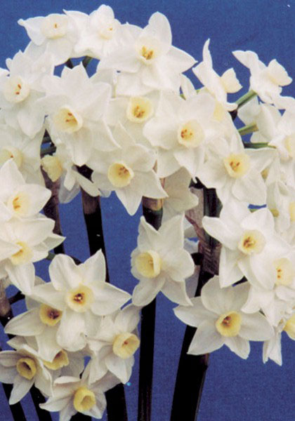 daffodils for florida yes, gardening, Early Pearl dates to the late 1800s where it was discovered growing in gardens in the Spanish Moss Belt Photo via oldhousegardens com