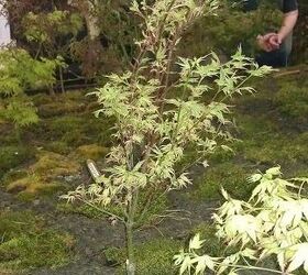pics from 2013 southeastern flower show in atlanta, flowers, gardening, Another Japenese Maple