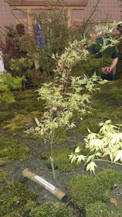pics from 2013 southeastern flower show in atlanta, flowers, gardening, Another Japenese Maple
