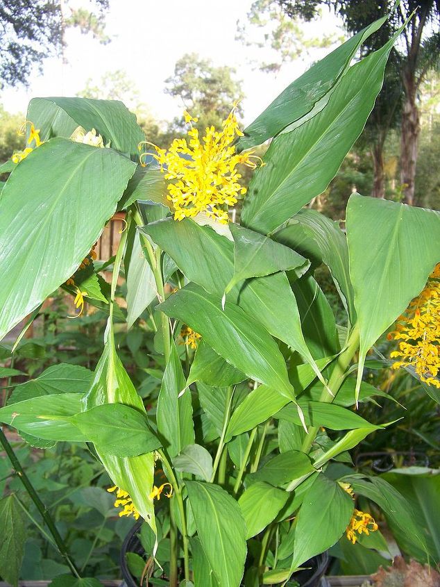 q another type of ginger, gardening