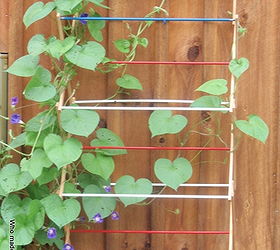 retired drying rack makes good good trellis that is, flowers, gardening, repurposing upcycling, The flowers were blooming this morning so pretty