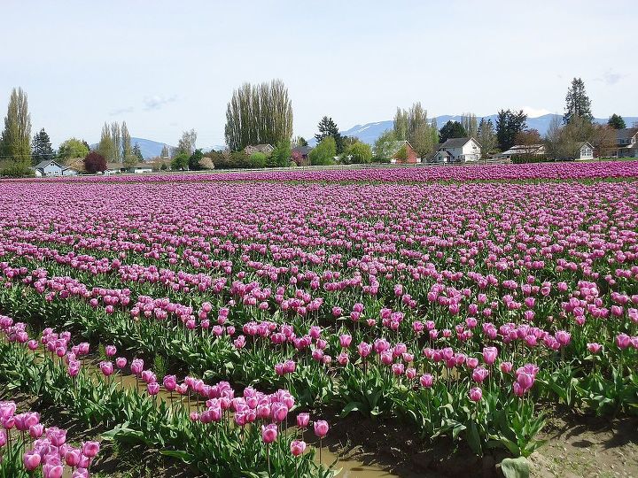 roozengaarde tulips, gardening, Purple Tulips