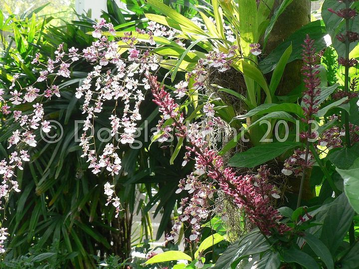 tropical treats from fairchild botanic garden, gardening, Orchid blooms combined with Odontonema Panama Purple