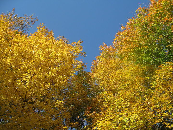 a world of color just outside my door, outdoor living, Beautiful maple trees against a vivid blue sky