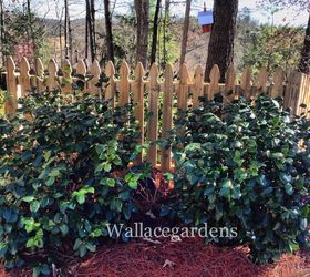 clean up after the polar vortex springgardening, container gardening, flowers, gardening, landscape, perennial, These fully established Camellia japonicas came through the polar vortex with flying colors buds and foliage in tact no covers necessary