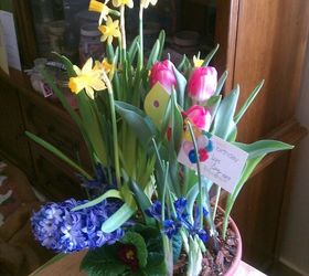 birthday flowers, flowers, gardening, Tulips opening now