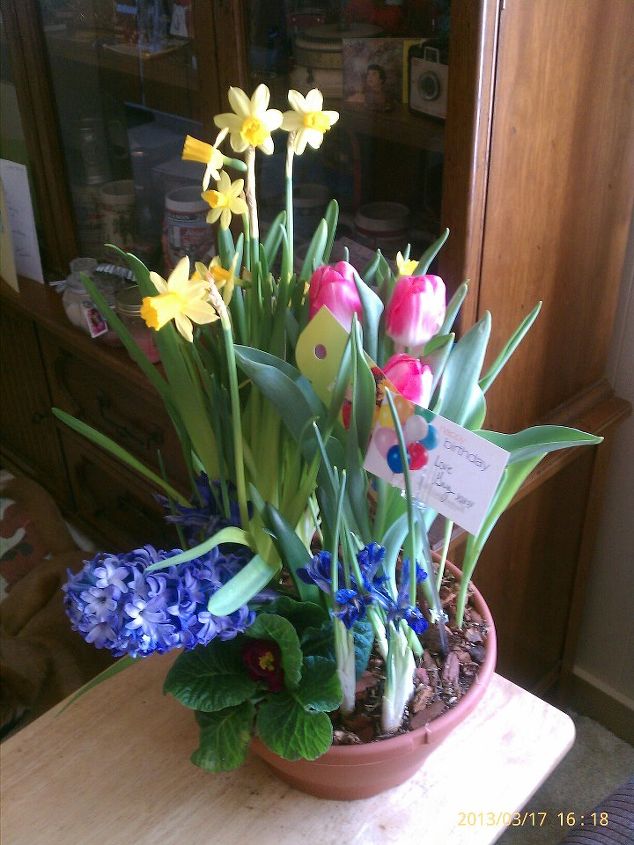 birthday flowers, flowers, gardening, Tulips opening now