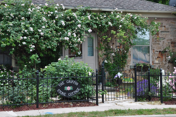 a rose covered cottage, container gardening, flowers, gardening, Rose covered cottage in mid June
