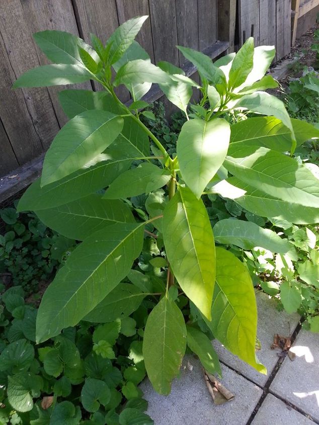 i m stumped plant identification needed, flowers, gardening