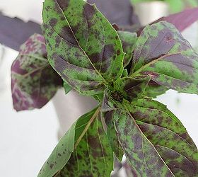 six basil varieties to try, flowers, gardening, Amethyst typically has purple foliage but these leaves had a speckled look that drew applause at our house