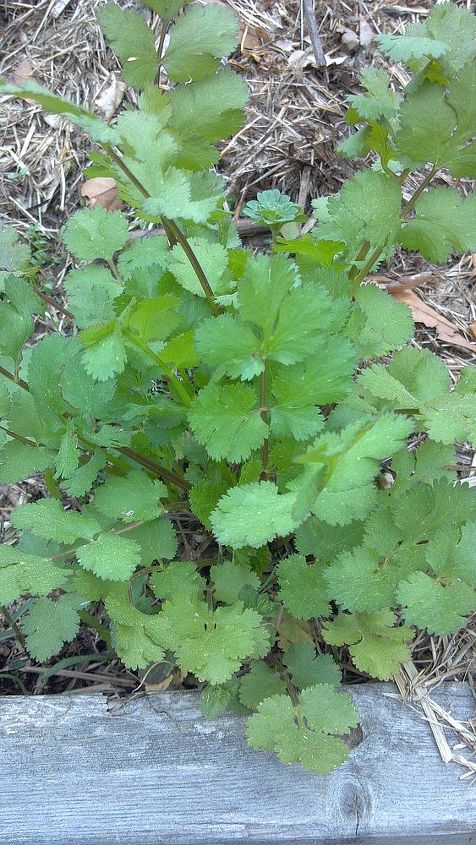 secret to cilantro, flowers, gardening, When the cilantro looks like it does in the grocery store cut what you need leaving about an inch above to soil line This will preserve the inner growth The new growth comes from the center like a dandelion
