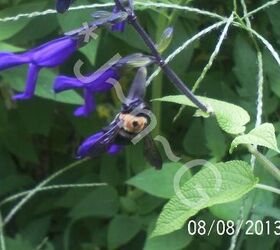 just some of the flowers in our yard, flowers, gardening, Salvia