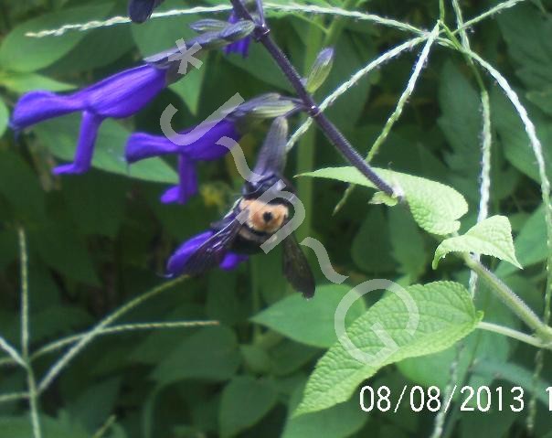 just some of the flowers in our yard, flowers, gardening, Salvia