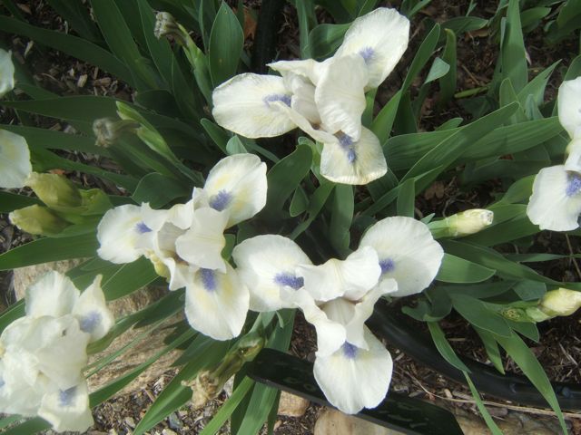 growing dwarf iris, gardening, At only about 8 inches tall dwarf iris are perfect for the rock garen