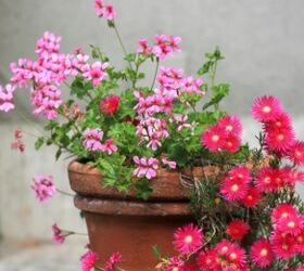 how to usher in spring after a long hard winter, container gardening, flowers, gardening