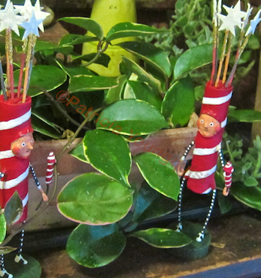 fourth of july in my succulent indoor garden, flowers, gardening, patriotic decor ideas, seasonal holiday d cor, succulents, urban living, The Firecracker Twins get their close up DETAILS