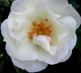 garden walk june 1st, flowers, gardening, outdoor living, Shrub Rose s delicate bloom