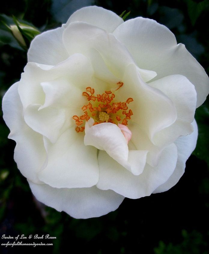 garden walk june 1st, flowers, gardening, outdoor living, Shrub Rose s delicate bloom