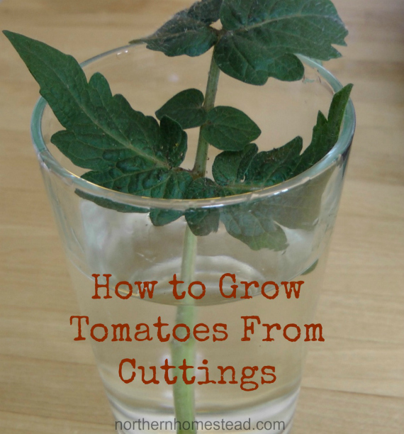 growing tomatoes from cuttings, gardening, Tomatoes belong to the nightshade plant family There is a unique thing about nightshade plants they grow roots along the stem any stem