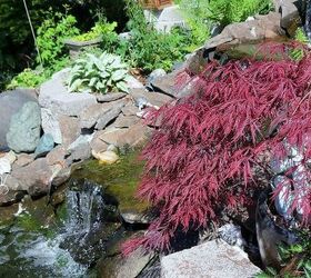 my spring garden, flowers, gardening, outdoor living, succulents, Maple by the pond