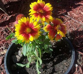 fall colors in the garden, flowers, gardening, colorful blanket flower