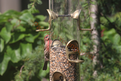 rain or shine bird feeders to perch or not may be the question, container gardening, gardening, outdoor living, pets animals, urban living, Male House Finch works on his tan when noshing at WBUSS Feeder Referred to as Photo Twenty Three in post