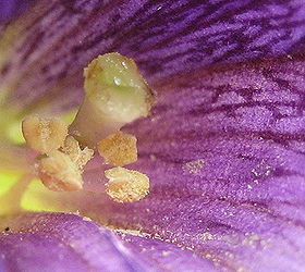 photos of my petunias and catnip flowers using the macro setting of my point and, flowers, gardening, Another view of the petunia up close and personal