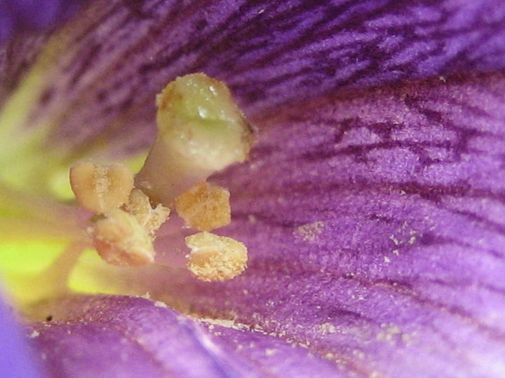 fotos das minhas petnias e flores de catnip usando a configurao macro na minha cmera, Outra vista da pet nia de perto