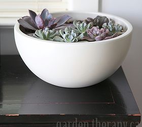 how to make a modern indoor echeveria planter win the planter, flowers, gardening, succulents, or directly on the display surface