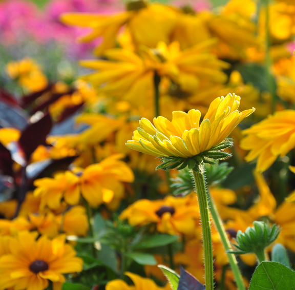great color for the late summer garden, flowers, gardening, Rudbeckia hirta Irish Eyes Self seeding Annual