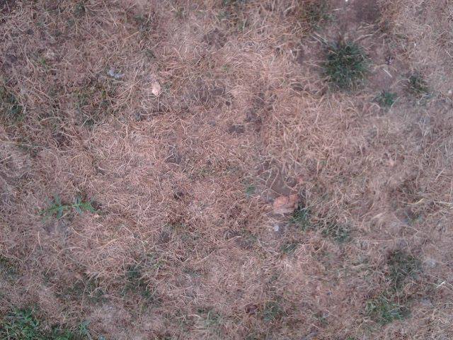 q why does my grass die every summer, flowers, gardening