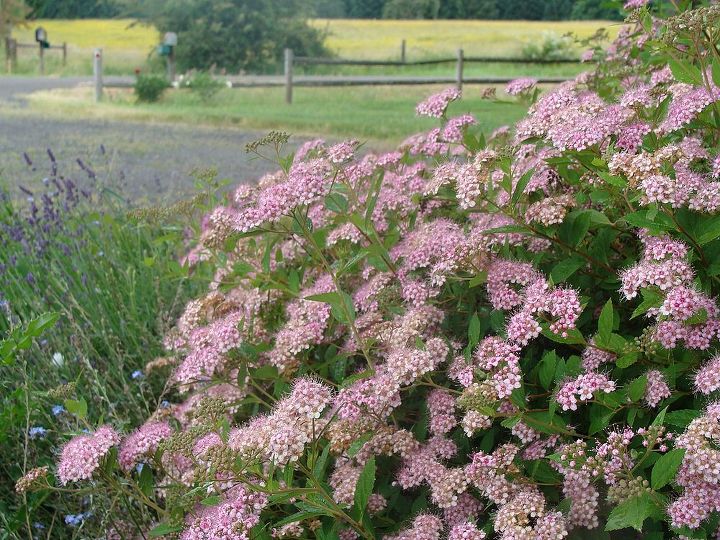 tried and true shrubs amp perennials, flowers, gardening, hydrangea, perennials, Spirea made the list for sure it blooms in sun or partial shade
