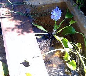 my shipwreck water lily pond, I also added some water hyacinths which produce beautiful blue flower stalks