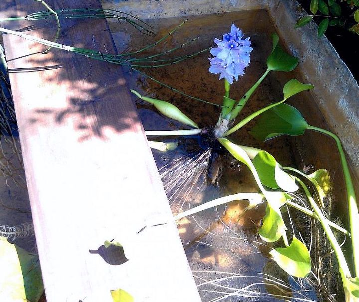 minha lagoa de nufragos, Eu tamb m adicionei alguns jacintos de gua que produzem lindos caules de flores azuis