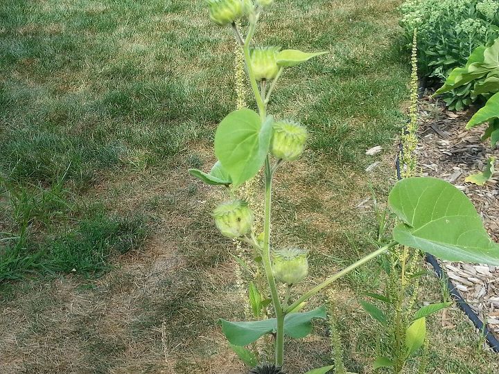 this just popped up in my yard anyone know what it is, gardening