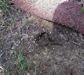 voles and moles, gardening, pest control, this is a hole that a vole comes out and it belongs to the mole run