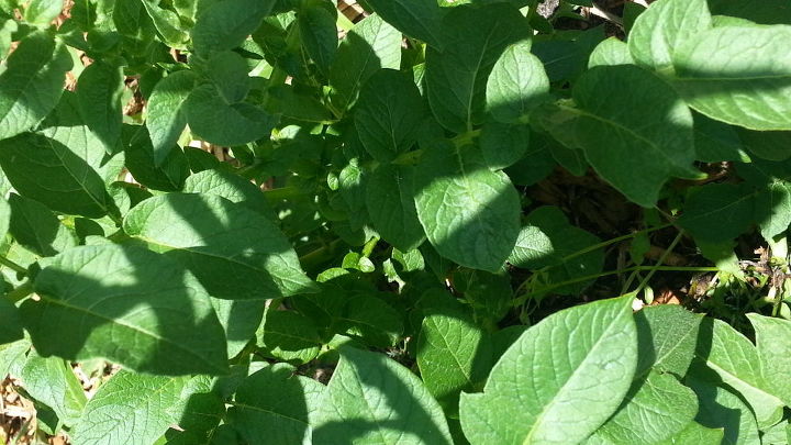 could anybody tell me what these are, gardening