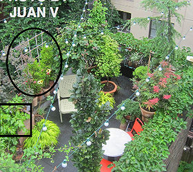 urban hedges part two bamboo trellis, flowers, gardening, outdoor living, pets animals, urban living, Juan V took this aerial photo on 7 10 13