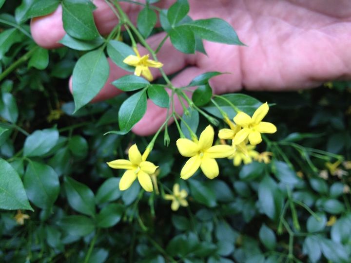 q does anyone know what this is, flowers, gardening