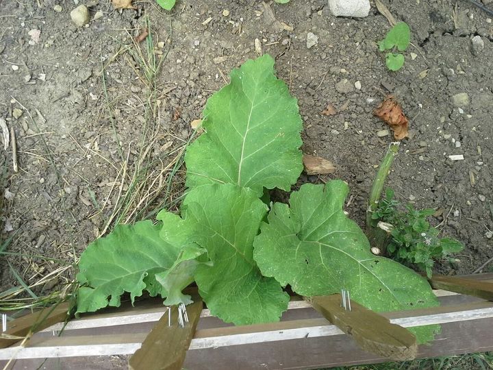 what is this plant a weed, gardening, What is this plant it gets HUGE and is invasive too