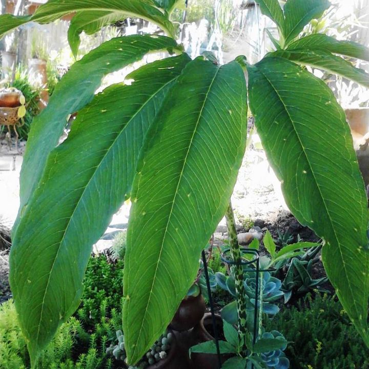 q need plant identification, gardening