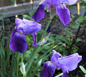one lonely iris, flowers, gardening, There s only one flower spike in about five iris plants in my garden