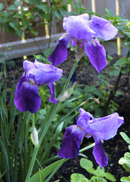 one lonely iris, flowers, gardening, There s only one flower spike in about five iris plants in my garden
