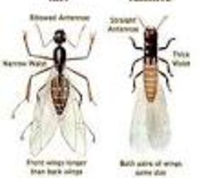difference between termites and ants, pest control, differences between ants and termite swarmers