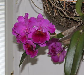 orchids in january, flowers, gardening, Close up of one Orchid The smell is awesome on this one