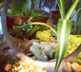 terrariums in all shapes and sizes, crafts, gardening, terrarium