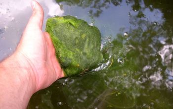 What Causes Algae and How Do You ‘fix It’? Some Advice From the Pros!