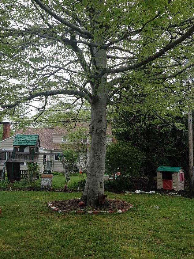 flowers grow around trees, Big tree in backyard