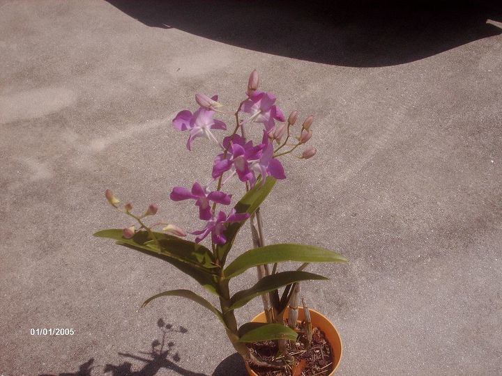 i want to thank all the people that helped me with my orchids i learned so much, flowers, gardening